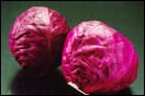 Red Cabbage