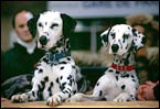 102 Dalmatians