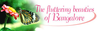 The fluttering beauties of Bangalore