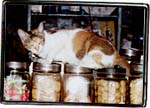 A cat reclines over bottles of sweets